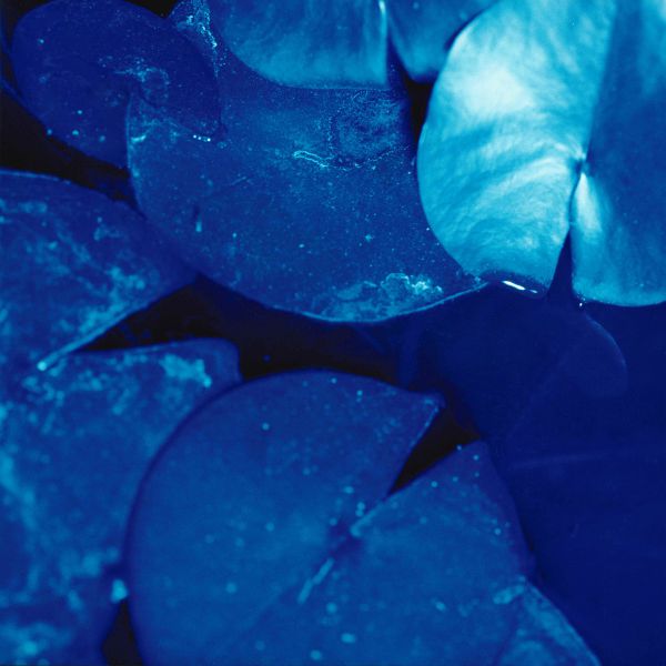 Ninfea n. 5 (286) 1999 C-print under plexiglas