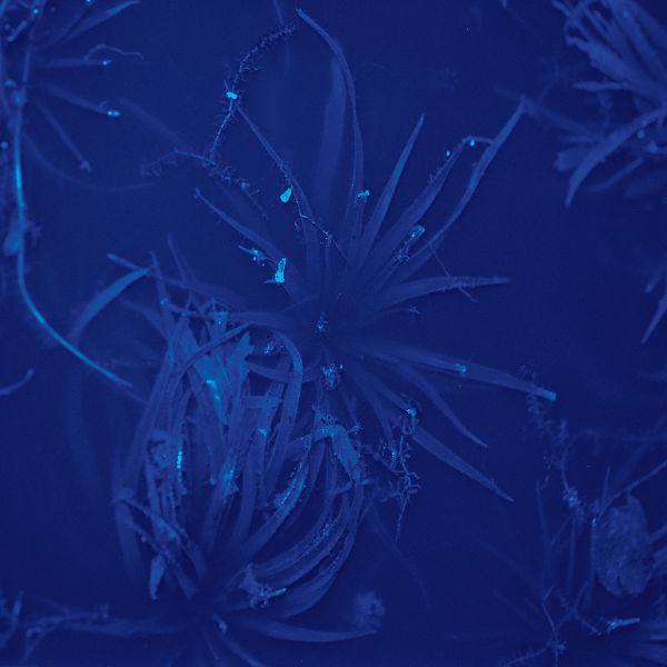 Stagno n. 1 (286) 1999 C-print under plexiglas